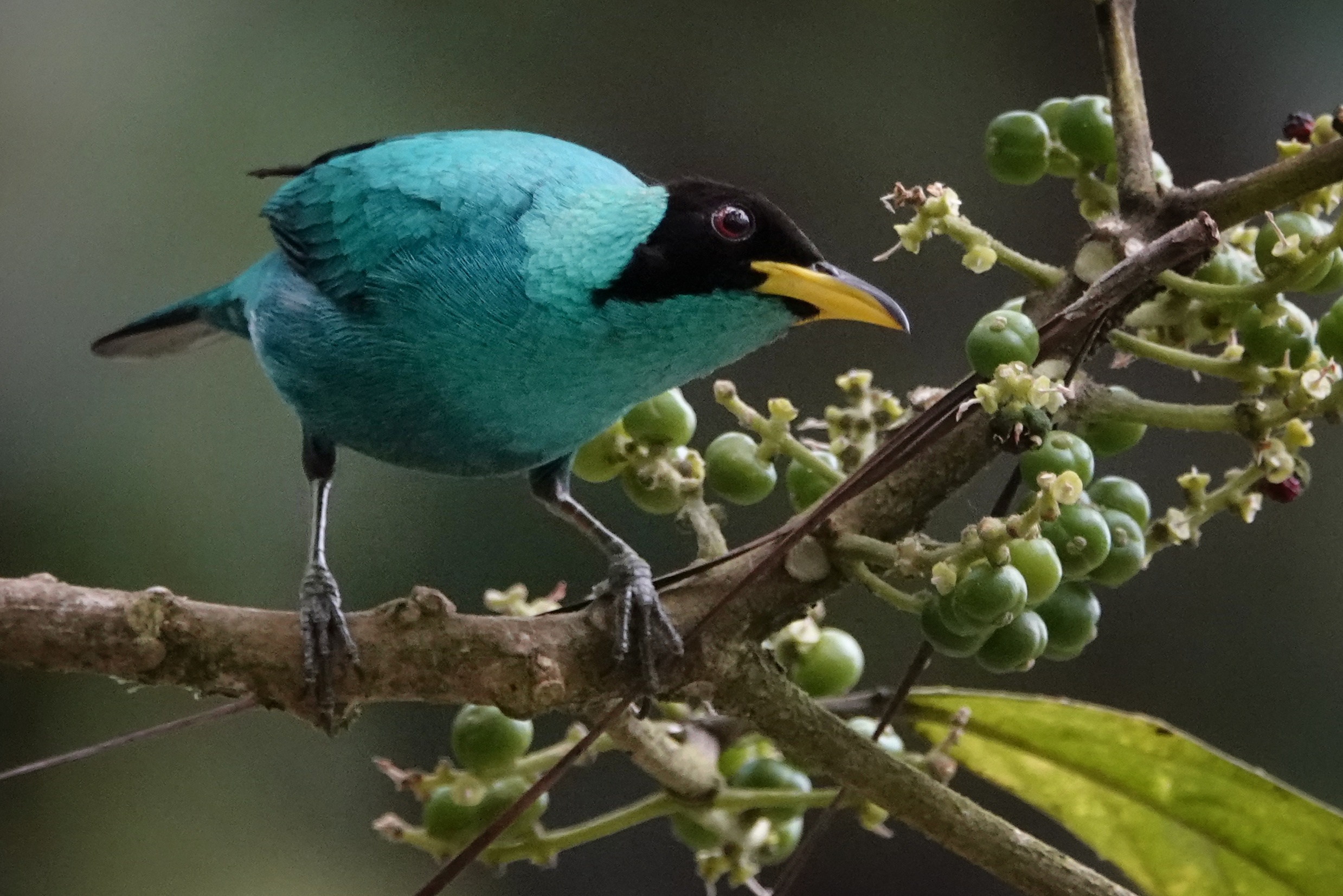 Oiseau bleu dans un arbre de Monteverde